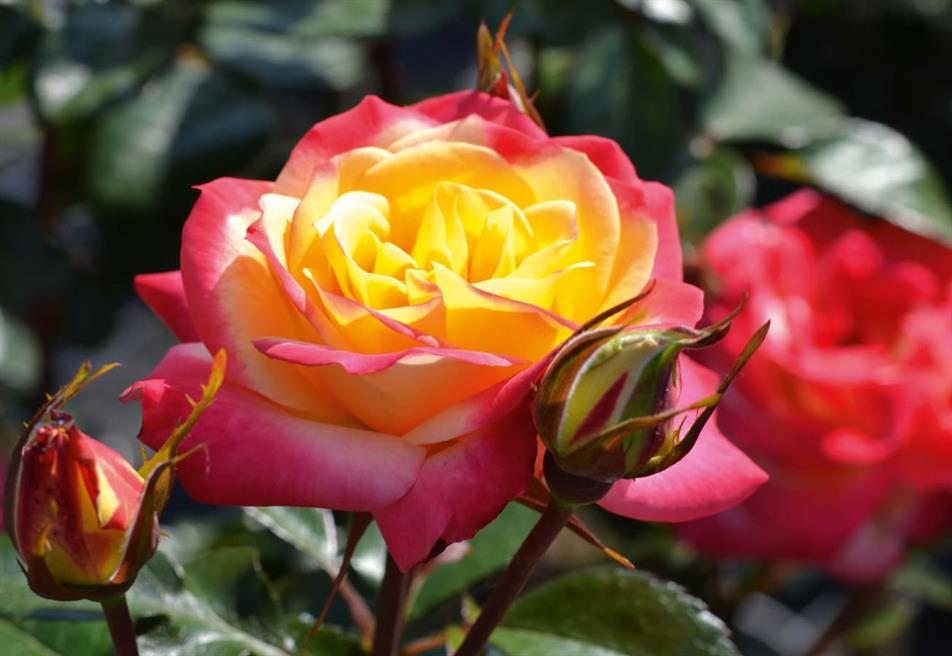 Rosa 'Glorious Day'